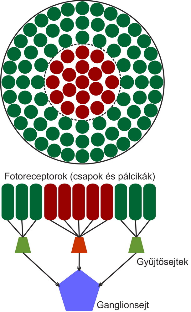 Receptív mezők