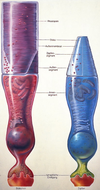 A retina fotoreceptorai (balra: pálcika, jobbra: csap)