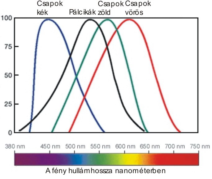 A csapok és pálcikák relatív érzékenységi görbéi