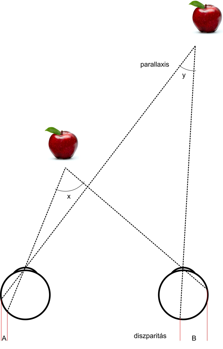 A binokuláris parallaxis és diszparitás