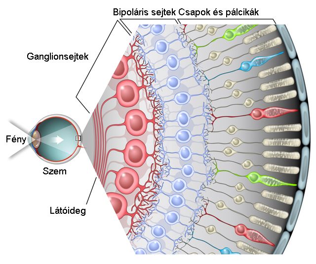 A retina felépítése