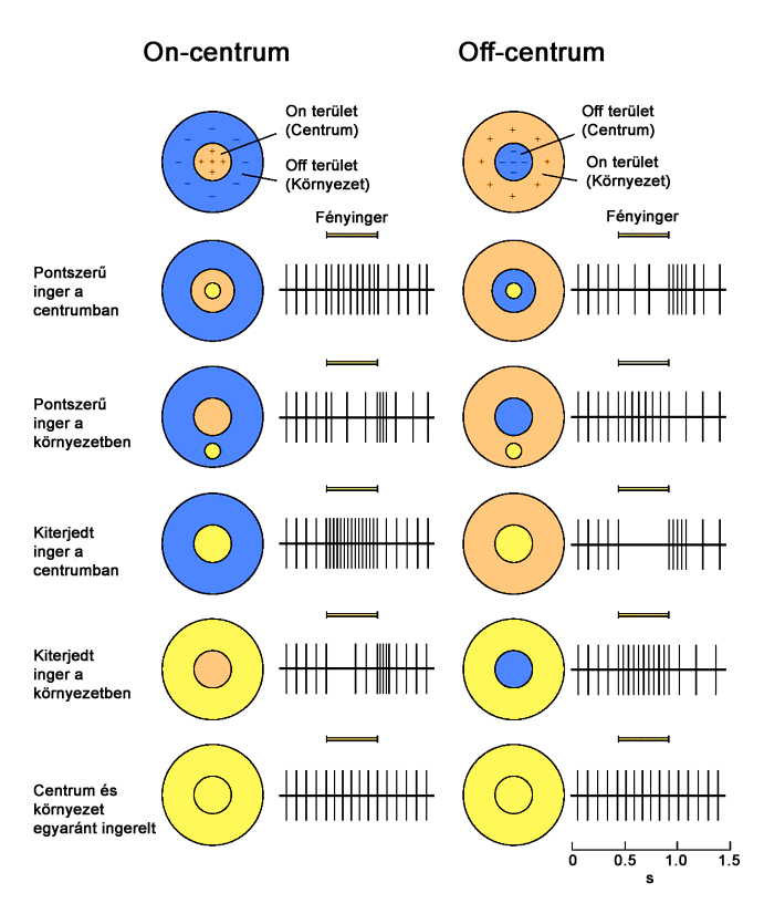 On- és Off- centrum típusú receptor mezők működése