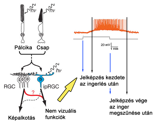 A látás alapvető vizuális funkciói