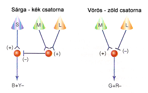 Opponens jelek képzése a retinán