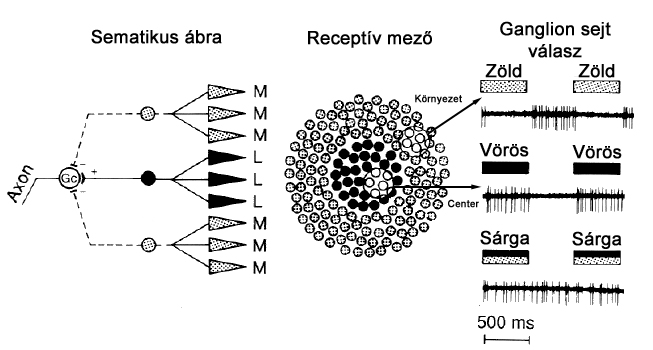 Vörös-zöld opponens jel kialakulása