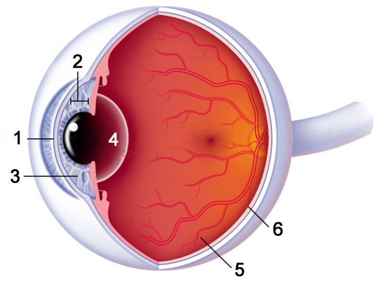 A szem felépítése, szerkezete A szem funkciója és látása