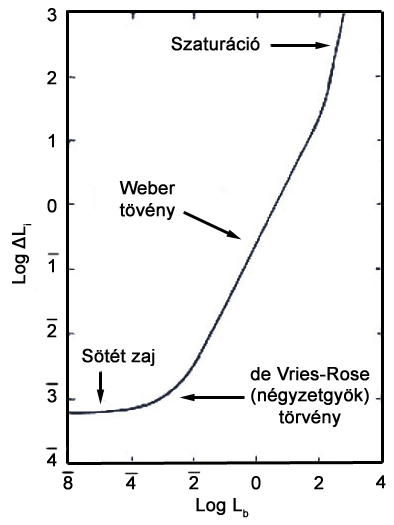 A világos adaptációs görbe finomszerkezete (Pálcikák esetén)