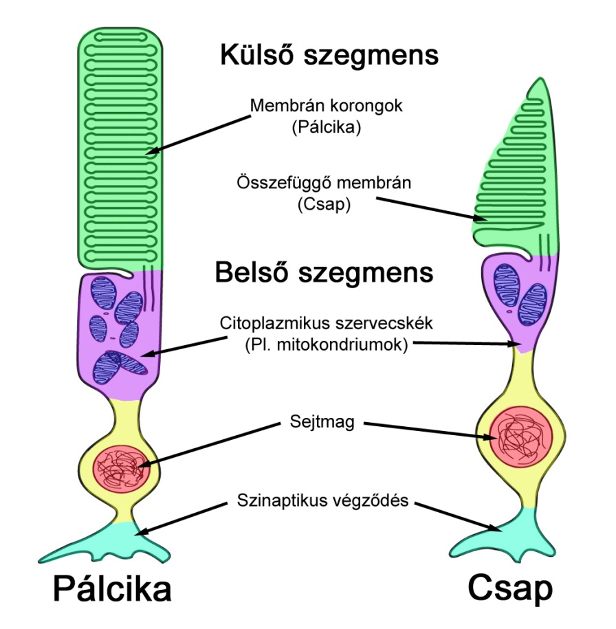 a látás receptor