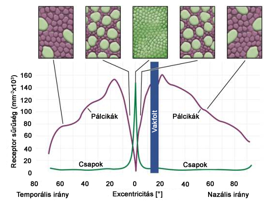 Csapok és pálcikák eloszlása a retinán