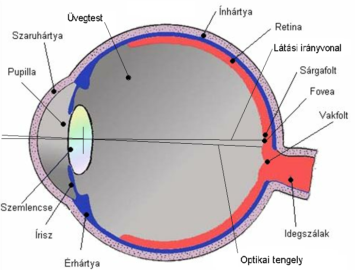 A valz befolyásolja a látást Hogyan lehet befolyásolni a látást