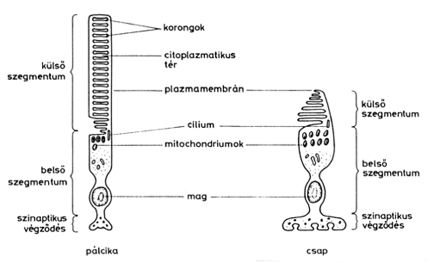 Egy pálcika és egy csap metszete