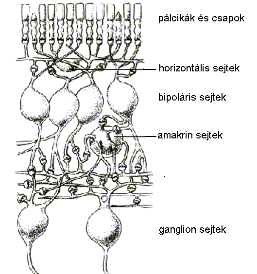 A retina metszete