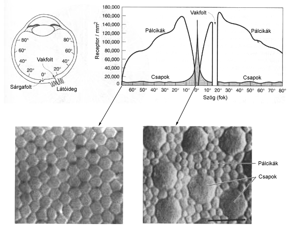 A csapok és a pálcikák 1 mm2-re jutó száma a retinán