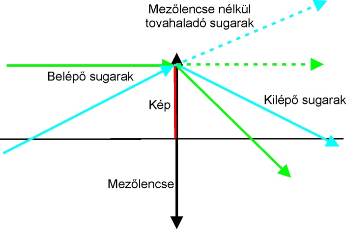 A mezőlencse szerepe